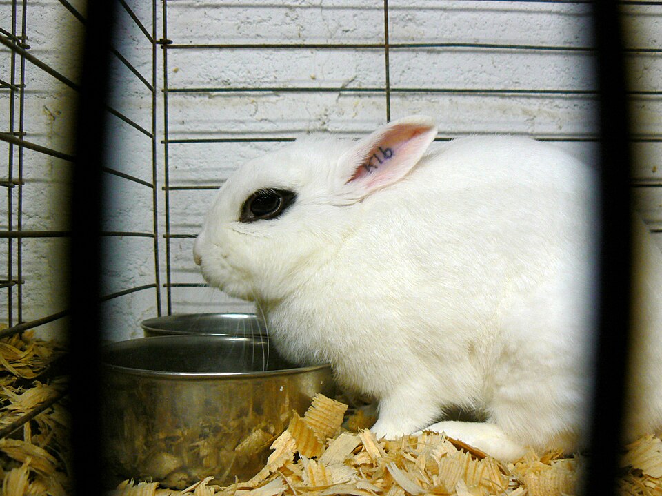 Dwarf Hotot rabbit