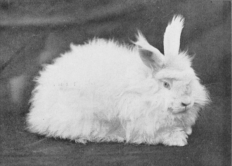 English Angora rabbit