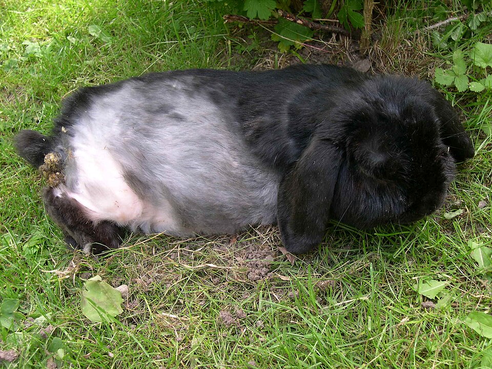 English Lop rabbit