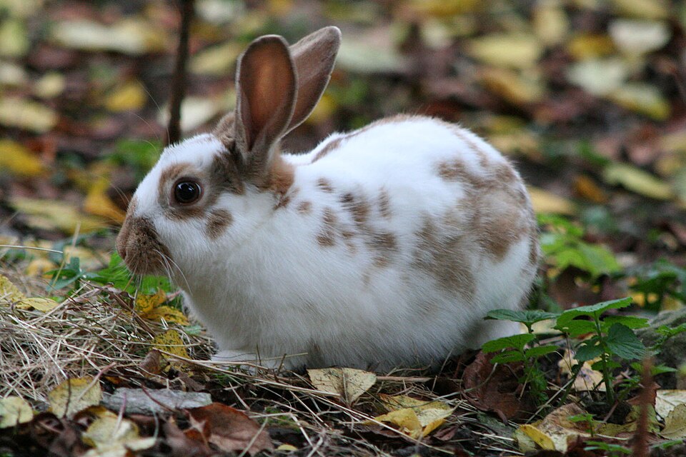 English Spot rabbit