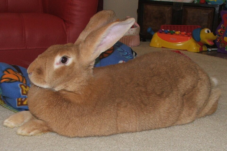 Flemish Giant rabbit
