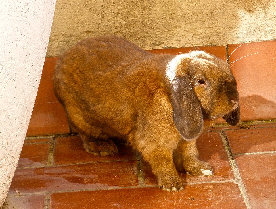 French Lop rabbit