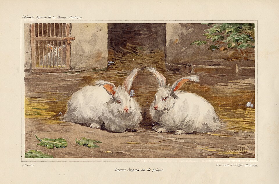 Giant Angora rabbit