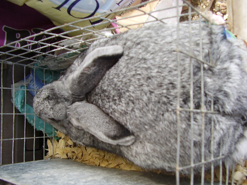 Giant Chinchilla rabbit