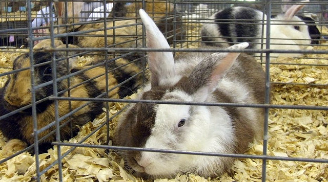 Harlequin rabbit