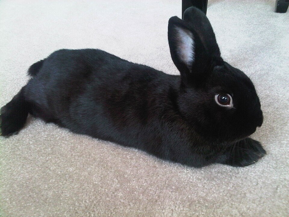 Havana rabbit
