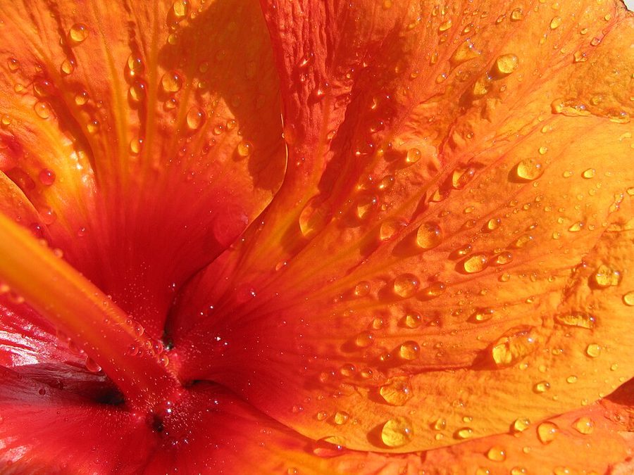Hibiscus — can rabbits eat hibiscus guide