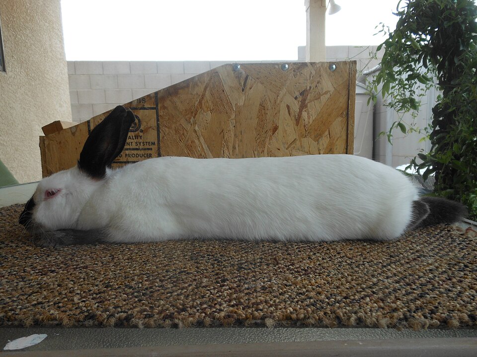 Himalayan rabbit