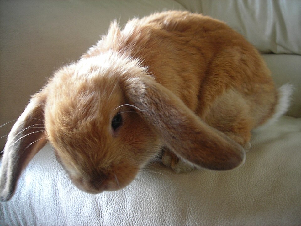 Holland Lop rabbit