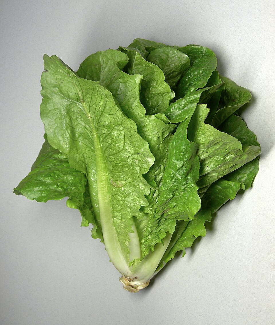 Lettuce — can rabbits eat lettuce guide