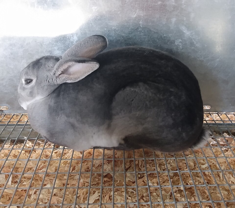 Lilac rabbit