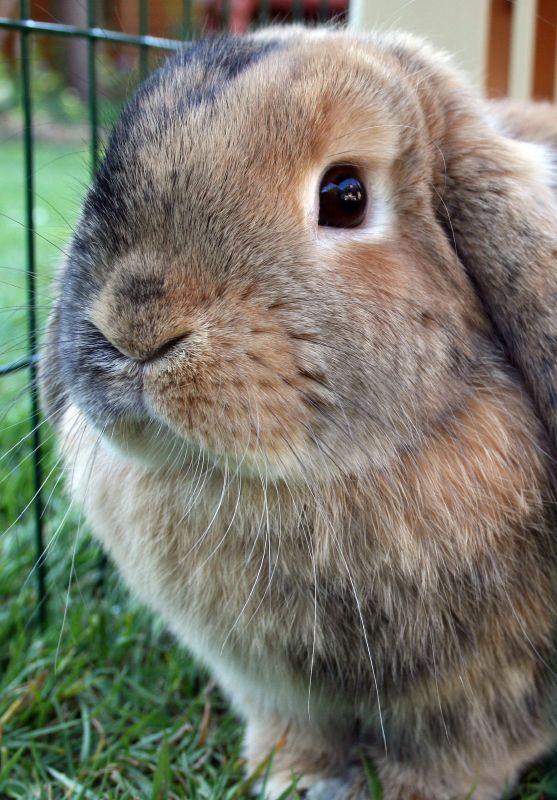 Mini Lop rabbit