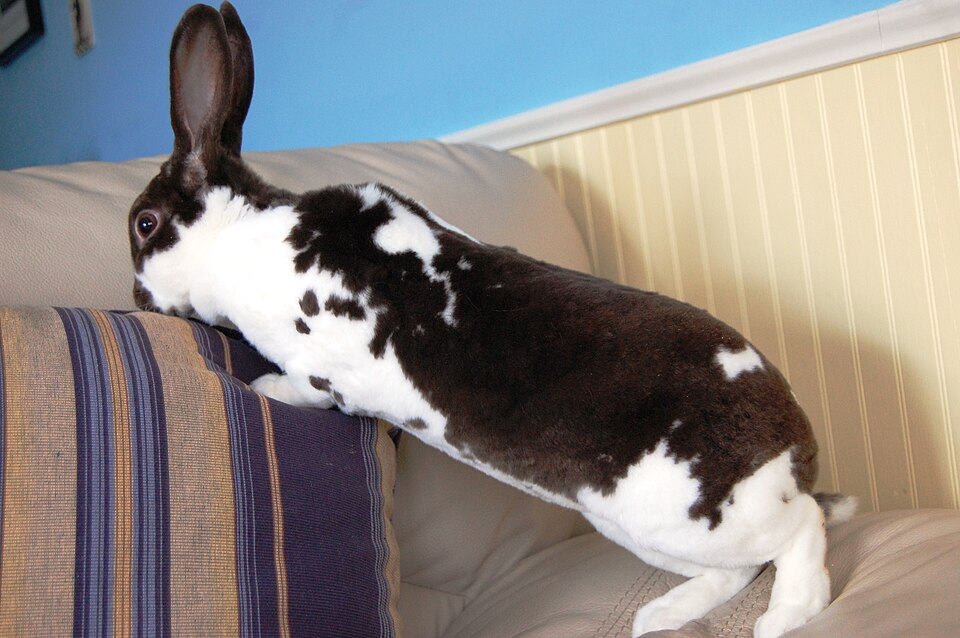 Mini Rex rabbit