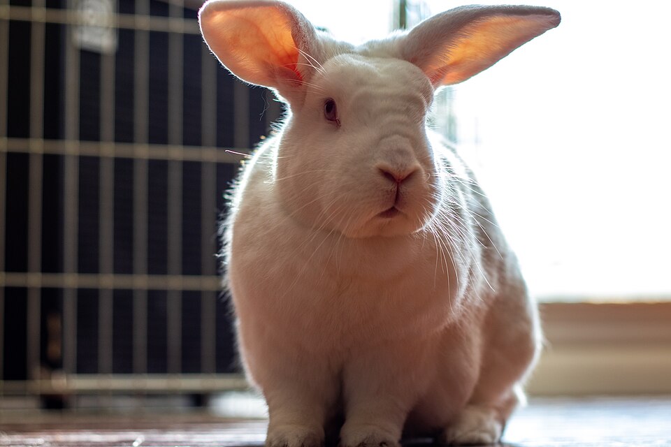 New Zealand rabbit