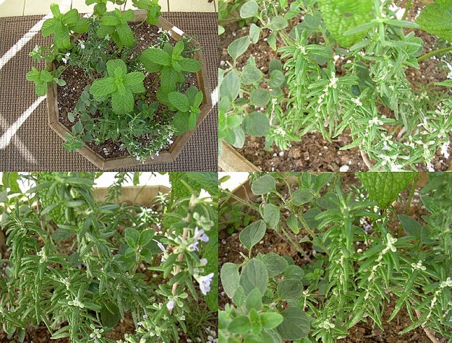 Oregano — can rabbits eat oregano guide