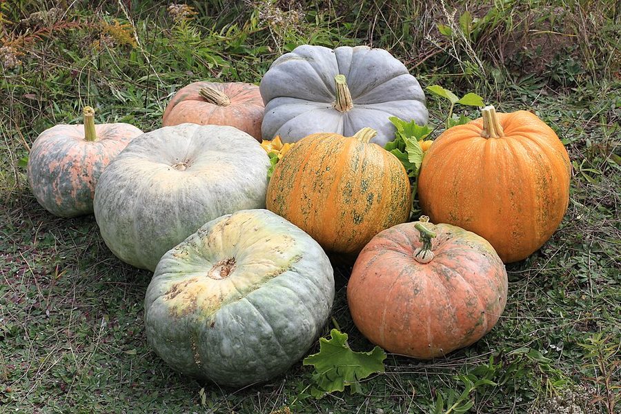 Pumpkin — can rabbits eat pumpkin guide