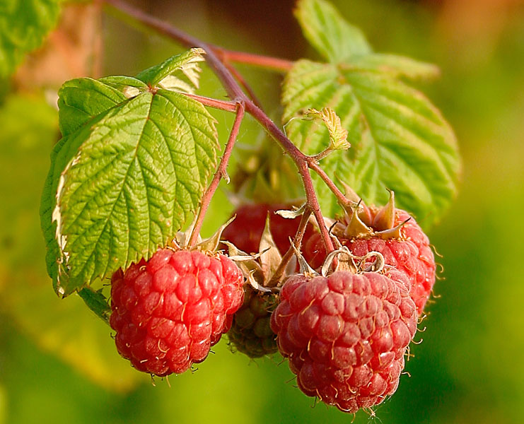Raspberries — can rabbits eat raspberries guide
