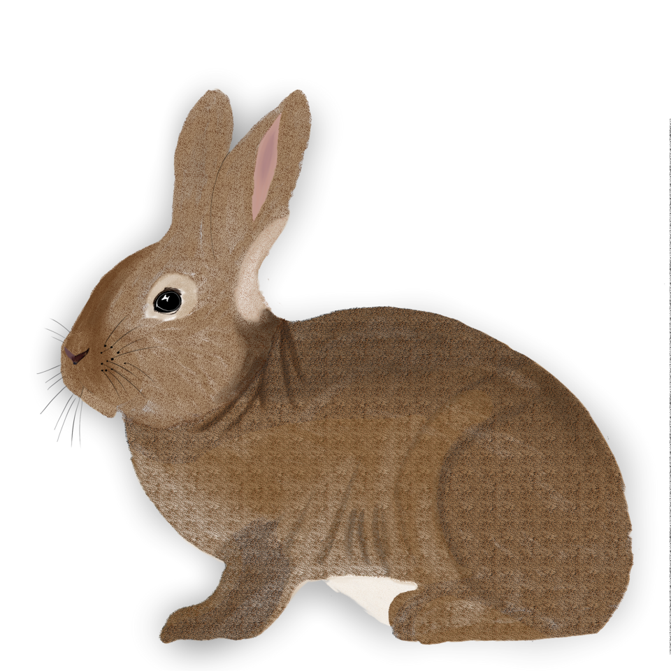 Rex rabbit