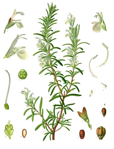 Rosemary — can rabbits eat rosemary guide