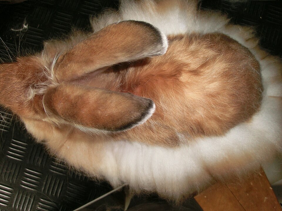 Satin Angora rabbit