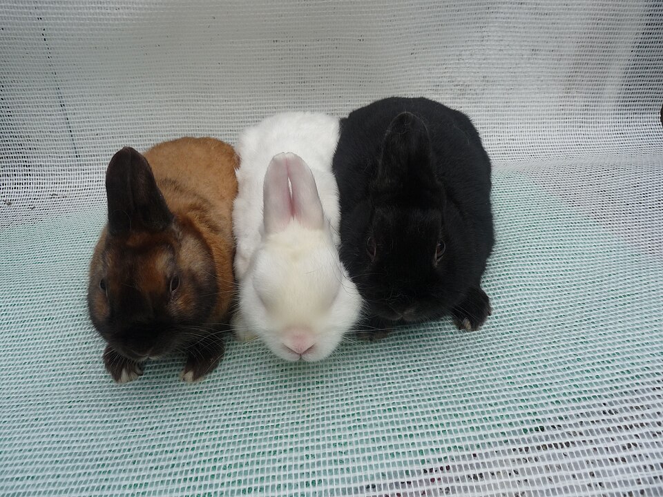 Satin rabbit