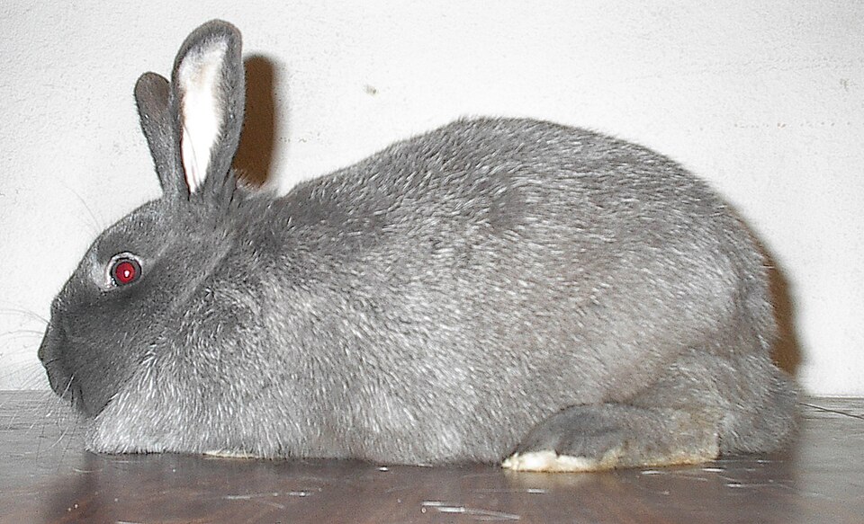 Silver Fox rabbit