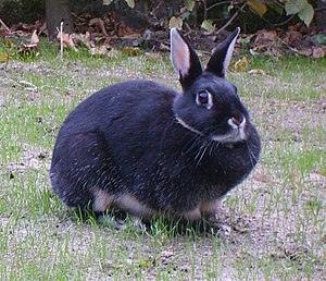 Silver Marten rabbit