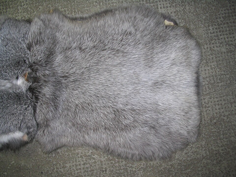 Silver rabbit