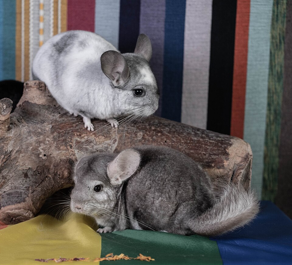 Standard Chinchilla rabbit