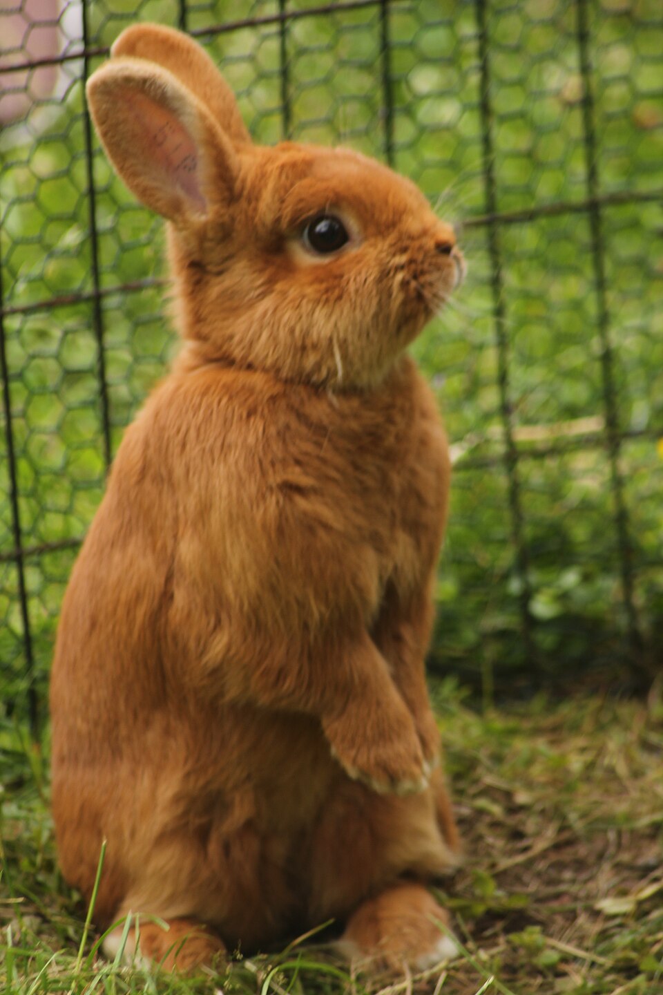 Thrianta rabbit
