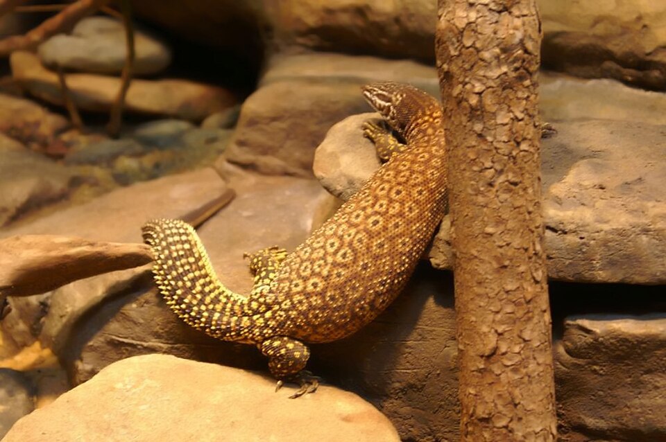 Red ackie Ackie Monitors — photo used in our Ackie Monitors guide