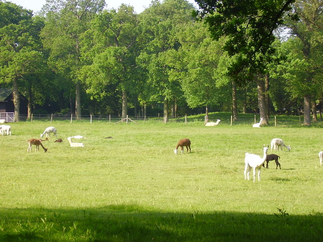 Llama Alpacas & Llamas — photo used in our Alpacas & Llamas guide