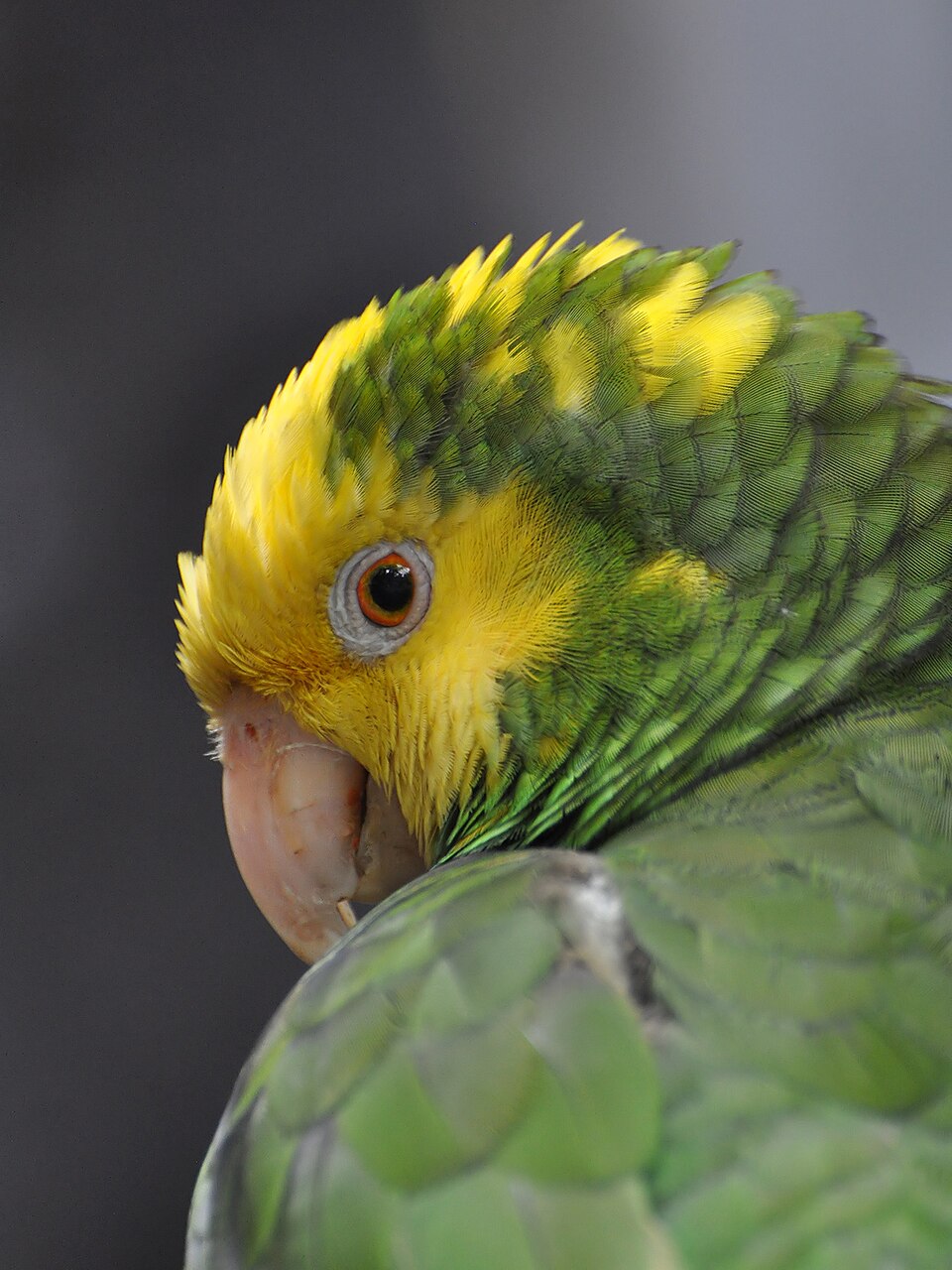 Yellow-naped Amazon Amazon Parrot — photo used in our Amazon Parrot guide
