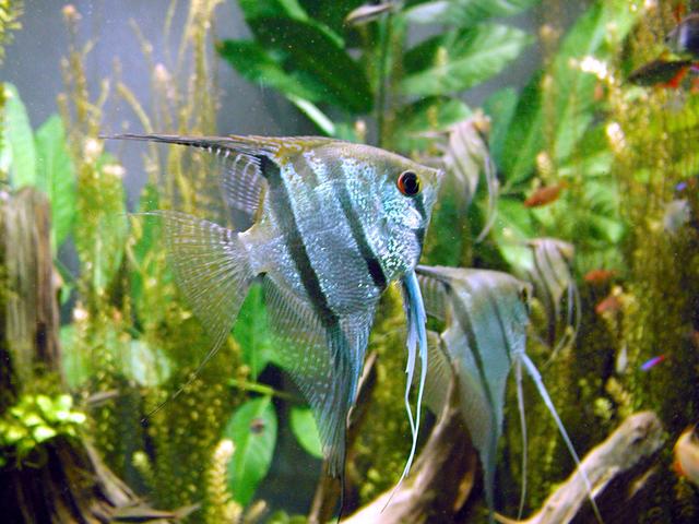 Silver Angelfish — photo used in our Angelfish guide