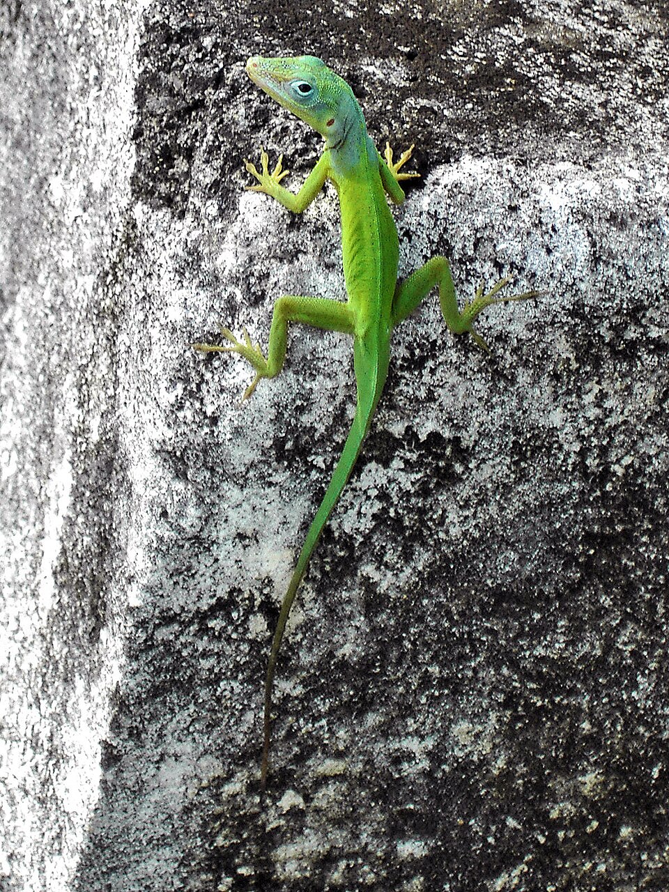 Green anole Anoles — photo used in our Anoles guide