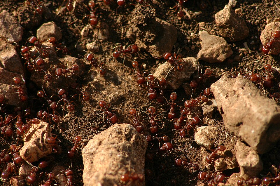 Black Garden Ant colony Ants (Formicarium Keeping) — photo used in our Ants (Formicarium Keeping) guide