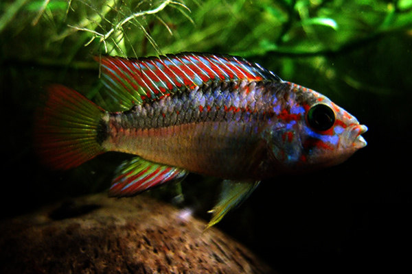 Apistogramma cacatuoides Apistogramma — photo used in our Apistogramma guide