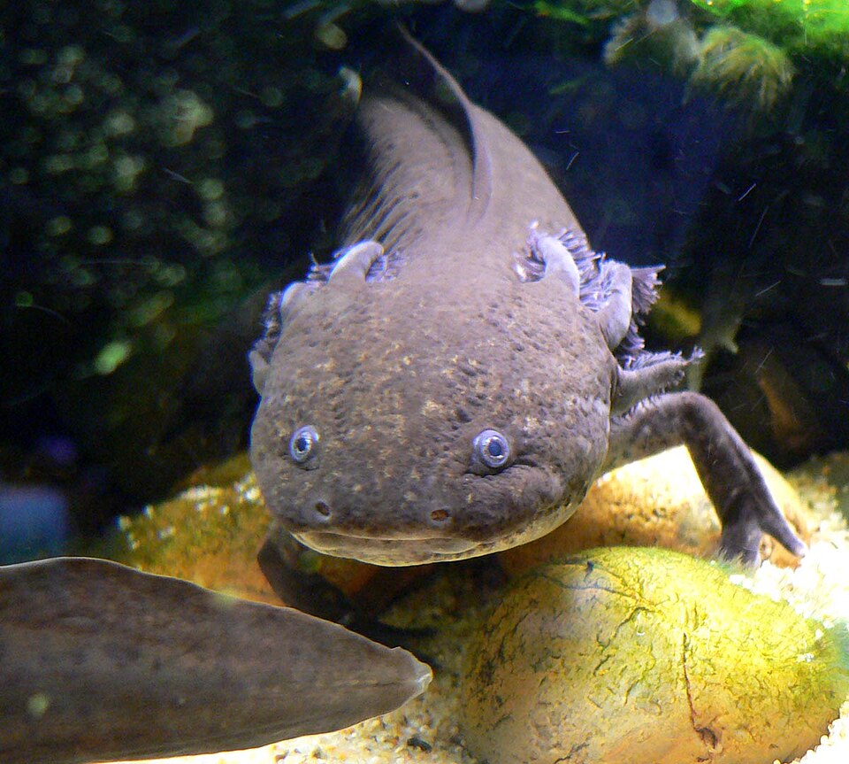 Wild type Axolotls — photo used in our Axolotls guide