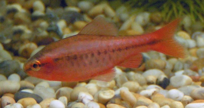 Cherry barb Barbs — photo used in our Barbs guide