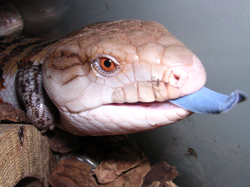 Northern blue-tongue Blue-tongue Skinks — photo used in our Blue-tongue Skinks guide
