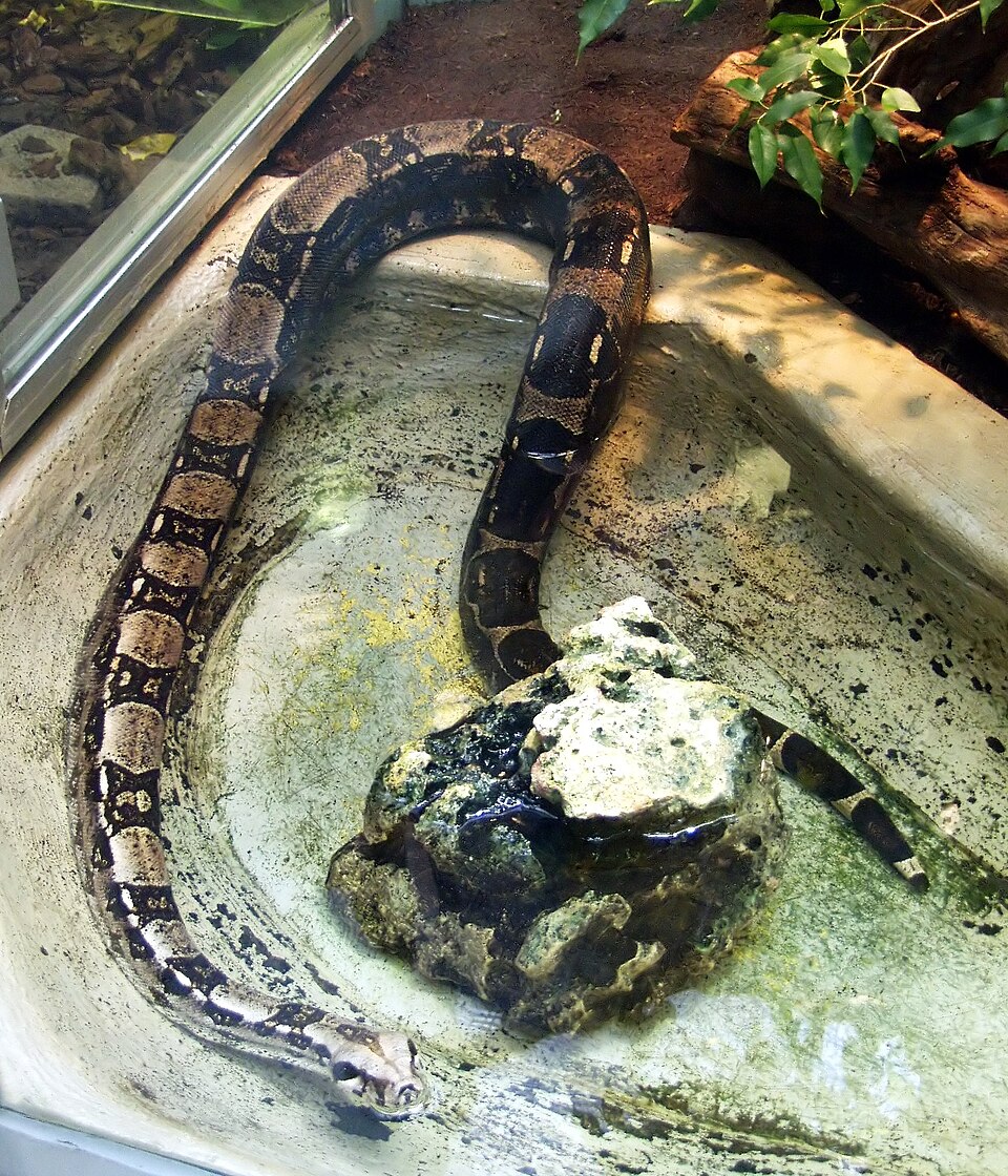 Red-tailed boa Boa Constrictors — photo used in our Boa Constrictors guide