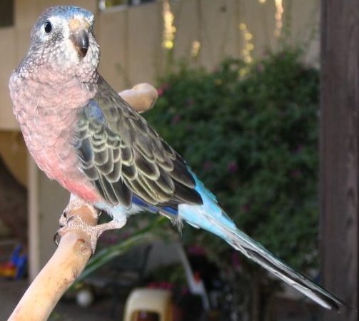 Bourke's Parrot Bourke's Parakeet — photo used in our Bourke's Parakeet guide
