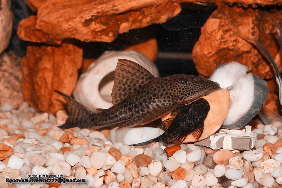 Albino Bristlenose Pleco Bristlenose Pleco — photo used in our Bristlenose Pleco guide