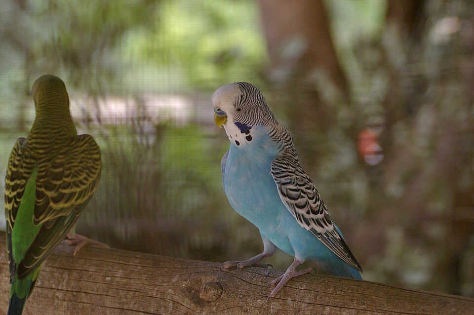 Lutino Budgerigars — photo used in our Budgerigars guide
