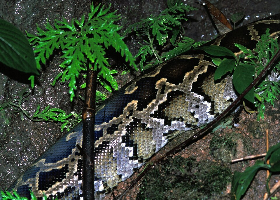 Burmese Python Burmese Python — photo used in our Burmese Python guide