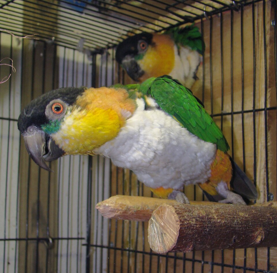 Black-headed Caique Caique — photo used in our Caique guide