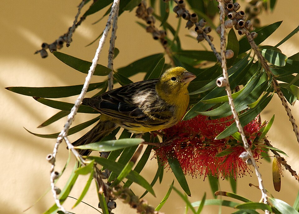 Gloster Canaries — photo used in our Canaries guide