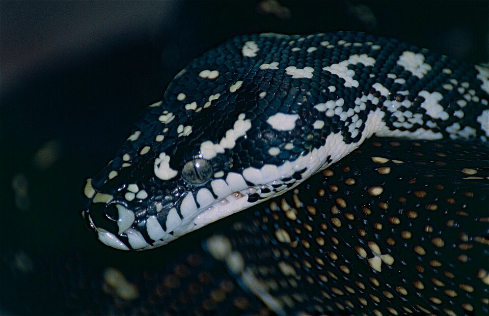 Coastal Carpet Python Carpet Python — photo used in our Carpet Python guide