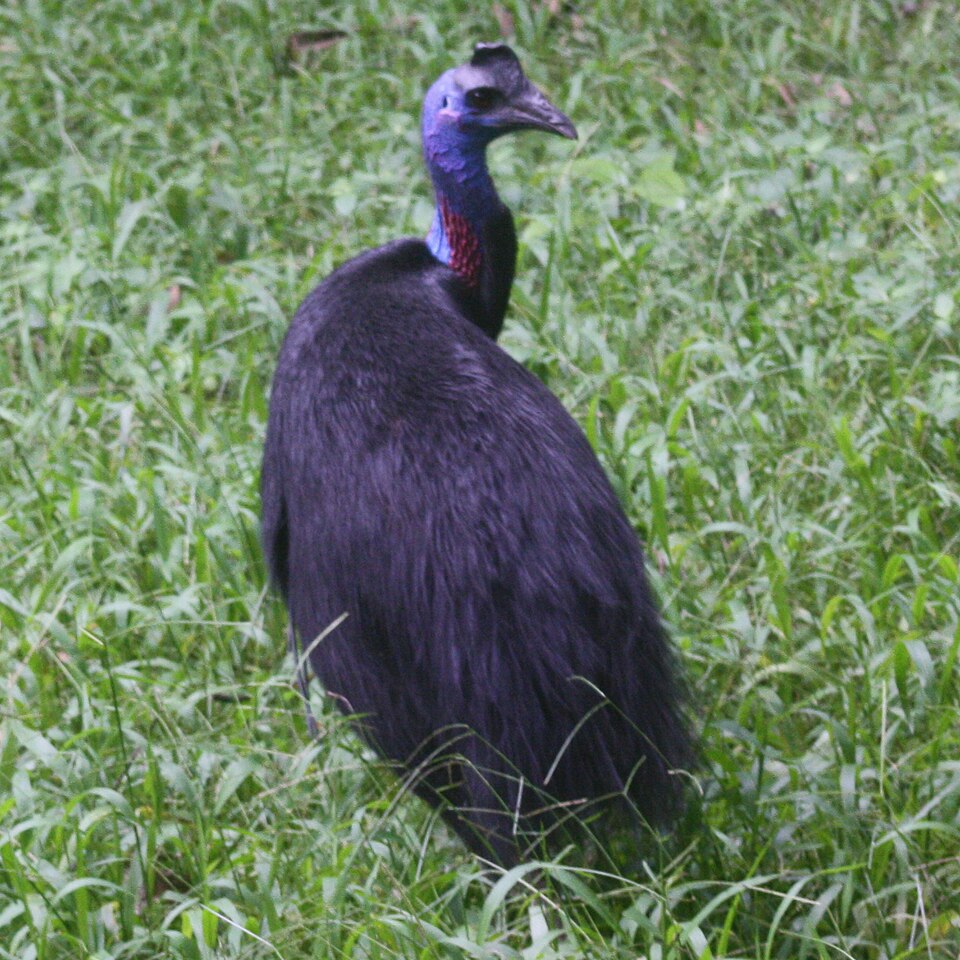 Southern Cassowary Cassowary — photo used in our Cassowary guide