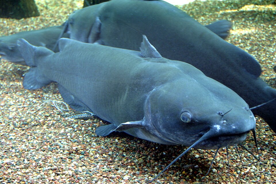 Corydoras Catfish — photo used in our Catfish guide